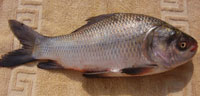 botche fish