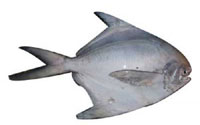 chanduva fish