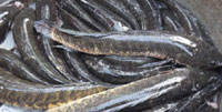 korameenu  fish