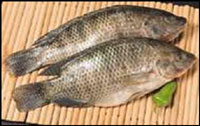 pulasa fish