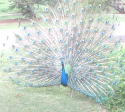 Peacocks or Peafowls….నెమళ్లు ు