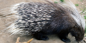 Hedgehogs......Pocupines….ముళ్ల పందులు... 