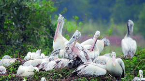 Veerapuram Bird Sanctuary / వీరాపురం పక్షుల కేంద్రం