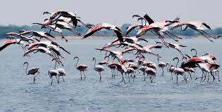 pulicat lake