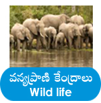 wild life centers