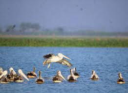 Kolleru Lake