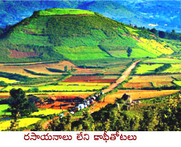 araku coffee plants