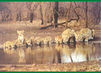 gir lions