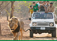 gir safari