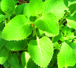 Ajwain Leaves…వాము ఆకులు 