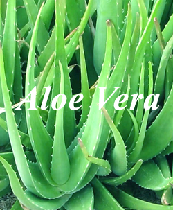 Aloe Vera… కలబంద... 