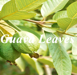 Guava Leaves…జామ