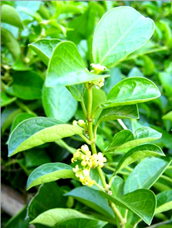 Gymnema-Sylvestre …పొడపత్రి ఆకులు.. 