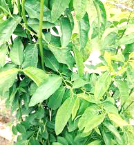 Multi Vitamin Plants ...మల్టీవిటమిన్ మొక్కలు 