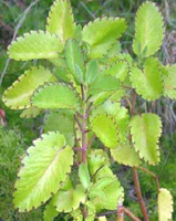 రణపాల ఆకులు …Bryophyllum pinnatum.. 