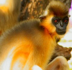 Nehru Zoo Park / నెహ్రూ జ్యూలాజికల్ పార్క్