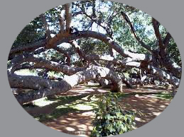 Pillalamarri Banyan Tree